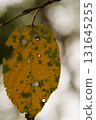 Yellow leaf coloring leaves 131645255