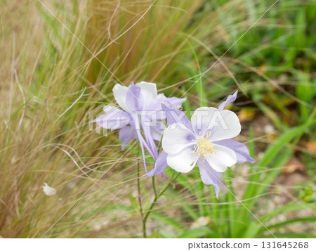 西洋耬斗菜 西洋耬斗菜 131645268