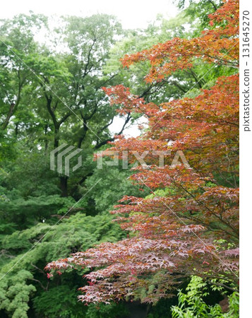 一半的楓葉 一半的楓葉 131645270