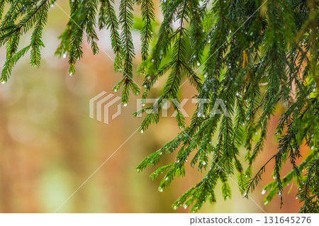 Rain drops on a branches of a fir tree 131645276