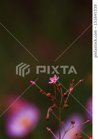 土人參fruticosum 土人參fruticosum 131645339