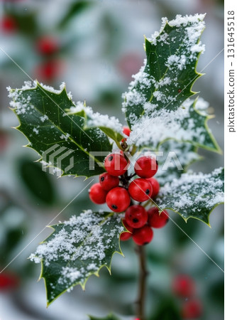 Vibrant Christmas Holly Branch with Red Berries Dusted in Fresh White Snow 131645518