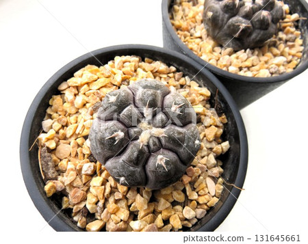 Prochazkianam 131645661