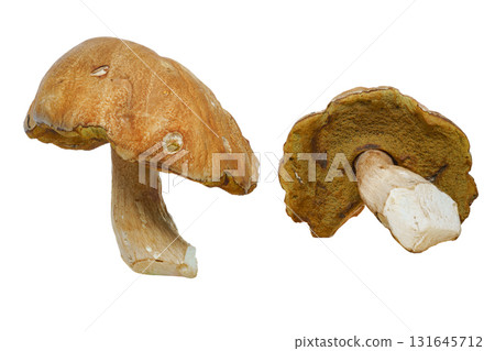 Boletus edulis mushroom on a white isolated background, with the cap and underside of the cap visible Boletus edulis mushroom on a white isolated background, with the cap and underside of the cap visible 131645712