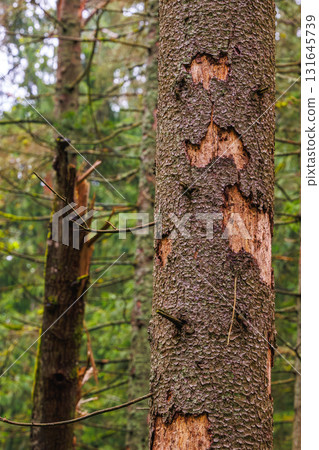 Damage of n spruce tree by European spruce bark beetle - Ips typographus 131645739