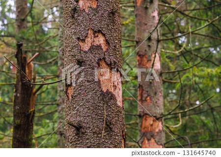 Damage of n spruce tree by European spruce bark beetle - Ips typographus Damage of n spruce tree by European spruce bark beetle - Ips typographus 131645740