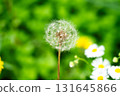 Dandelion seed flowers Taraxacum officinale. Dandelion on spring sunny day 131645866
