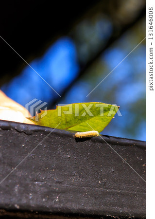 Caterpillar in the rays of sunlight Caterpillar in the rays of sunlight 131646008