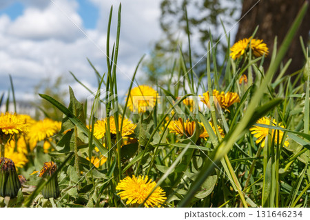 The beauty of wild flowers The beauty of wild flowers 131646234