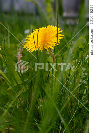 The beauty of wild flowers The beauty of wild flowers 131646235