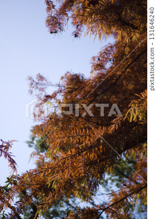 Bald cypress (larch pine) leaves are brown-orange. The scientific name is Taxodium distichum 131646240