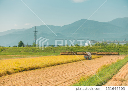 新收割的稻米[安曇野] 131646303