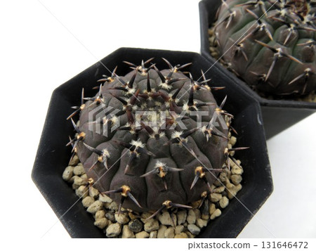 black thorn head 131646472