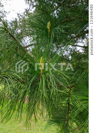 The beauty of a spruce in the sun's rays 131646480