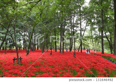 金恰庫達盛開的紅蜘蛛百合 (2022) 131646492