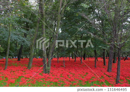 Blooming red spider lilies in Kinchakuda (2022) Blooming red spider lilies in Kinchakuda (2022) 131646495