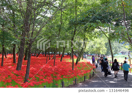 Blooming red spider lilies in Kinchakuda (2022) 131646496