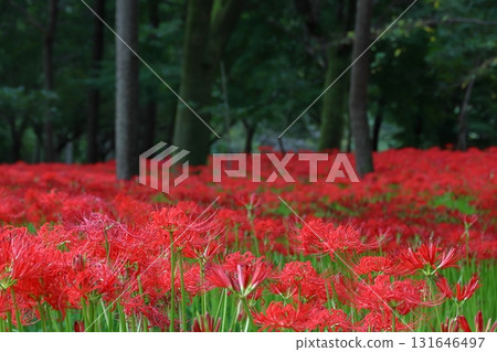 Blooming red spider lilies in Kinchakuda Blooming red spider lilies in Kinchakuda 131646497