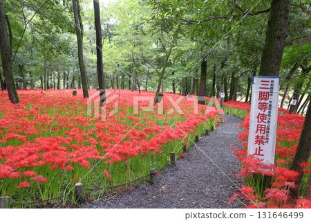 巾著田盛開的紅花和禁止拍照的標誌 131646499