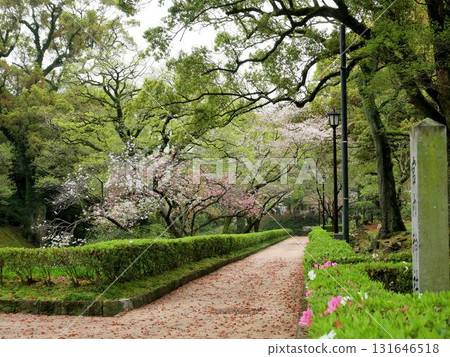 Spring scenery of Miyauchi Shrine (Kumamoto Castle) Spring scenery of Miyauchi Shrine (Kumamoto Castle) 131646518