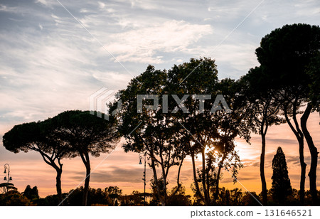 Silhouettes of tall trees against colorful sunset sky in scenic landscape in Rome Silhouettes of tall trees against colorful sunset sky in scenic landscape in Rome 131646521