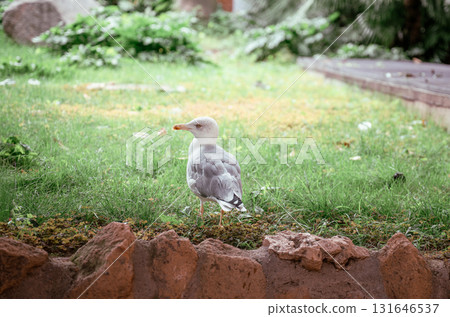 Seagull standing on green grass in park garden area Seagull standing on green grass in park garden area 131646537