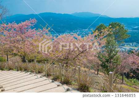Kawazu cherry blossoms at Jumanyama Park 131646855