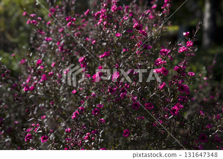 紫花地丁香花正在盛開。 131647348