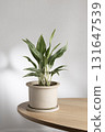 Aglaonema Greyhound indoor plant in ceramic pot on wooden table 131647539