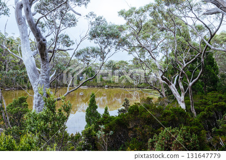 Lake Dobson in Mt Field National Park Tasmania Australia Lake Dobson in Mt Field National Park Tasmania Australia 131647779