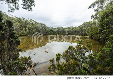 Lake Dobson in Mt Field National Park Tasmania Australia 131647786
