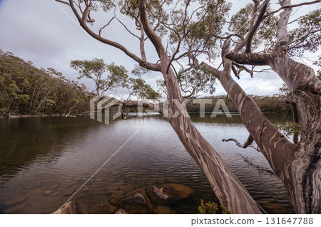 Lake Dobson in Mt Field National Park Tasmania Australia 131647788