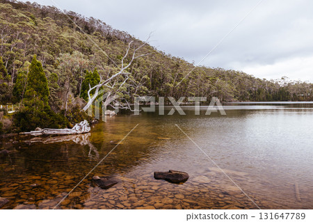 Lake Dobson in Mt Field National Park Tasmania Australia 131647789
