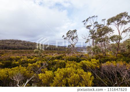 Lake Dobson Area in Tasmania Australia Lake Dobson Area in Tasmania Australia 131647820