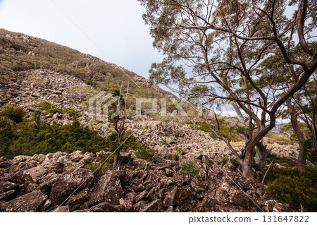 Lake Dobson Area in Tasmania Australia Lake Dobson Area in Tasmania Australia 131647822