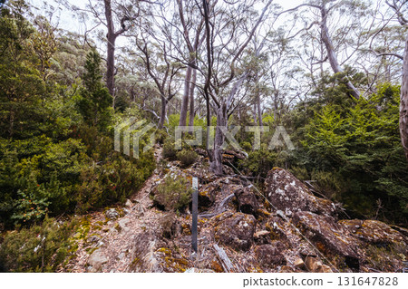 Lake Dobson Area in Tasmania Australia Lake Dobson Area in Tasmania Australia 131647828
