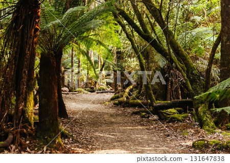 Mt Field National Park Tasmania Australia 131647838