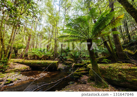 Mt Field National Park Tasmania Australia 131647846