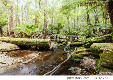 Mt Field National Park Tasmania Australia 131647849