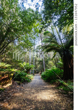 Mt Field National Park Tasmania Australia 131647952