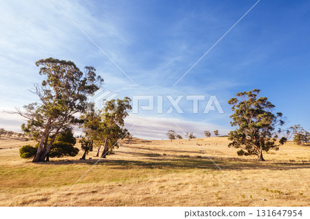 Ellendale Landscape in Tasmania Australia 131647954