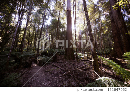 Lady Barron Falls Circuit in Tasmania Australia 131647962