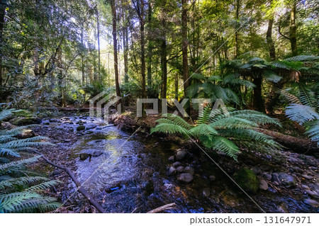 Lady Barron Falls Circuit in Tasmania Australia 131647971