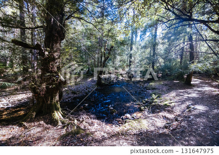 Lady Barron Falls Circuit in Tasmania Australia 131647975