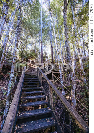 Lady Barron Falls Circuit in Tasmania Australia 131647976