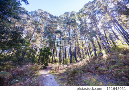 Lady Barron Falls Circuit in Tasmania Australia 131648031
