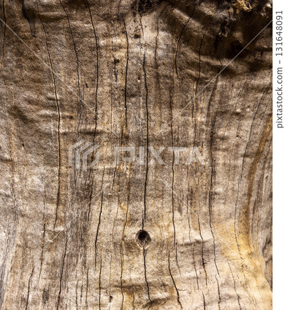 Olive tree bark pinaster trunk symbol. Texture made of olive tree bark . Beautiful olive tree bark trunk background. Greece, Conceptual image. Peaceful nature. 131648091
