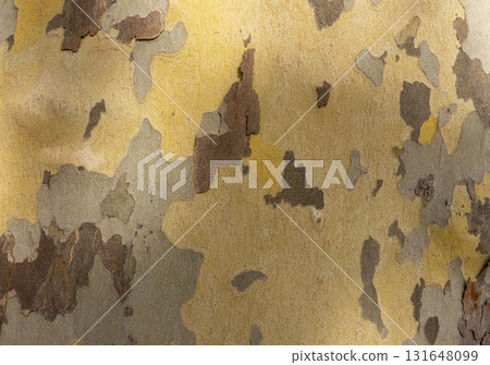Platan, Platane, Platanus sycamore, plane tree trunk symbol. Texture made of Platan, Platane, sycamore, plane tree bark. Beautiful Platan tree trunk background. Conceptual image. Peaceful nature. 131648099