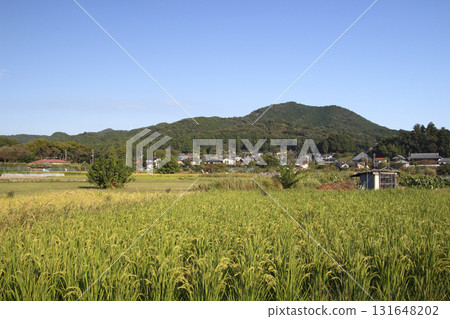 Ripening rice fields in autumn (Hidaka City, Saitama Prefecture) Ripening rice fields in autumn (Hidaka City, Saitama Prefecture) 131648202