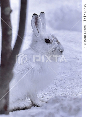 A Siberian snow hare blending into the snow 131648259